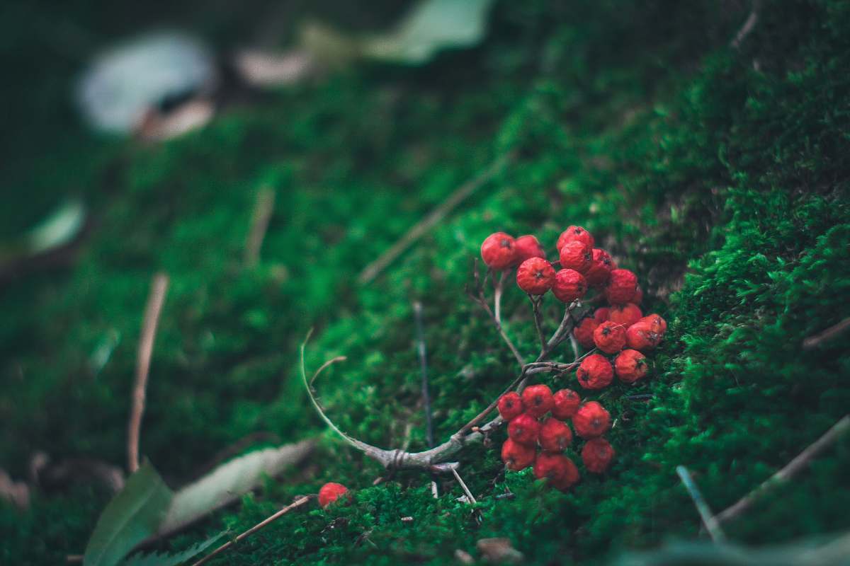 berry photo of red berries flora