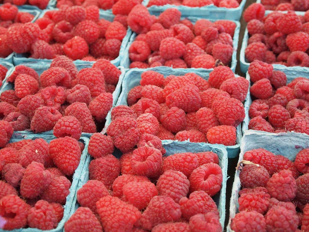 raspberry raspberry lot flora