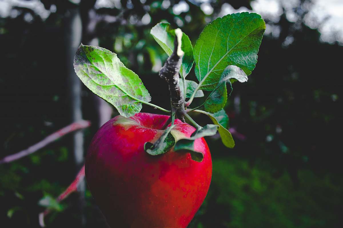 apple red apple fruit blur
