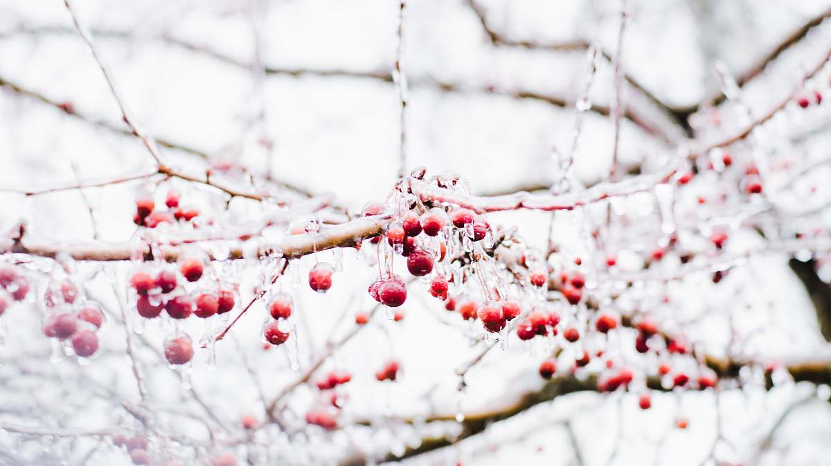 red round red fruits on bare tree berries