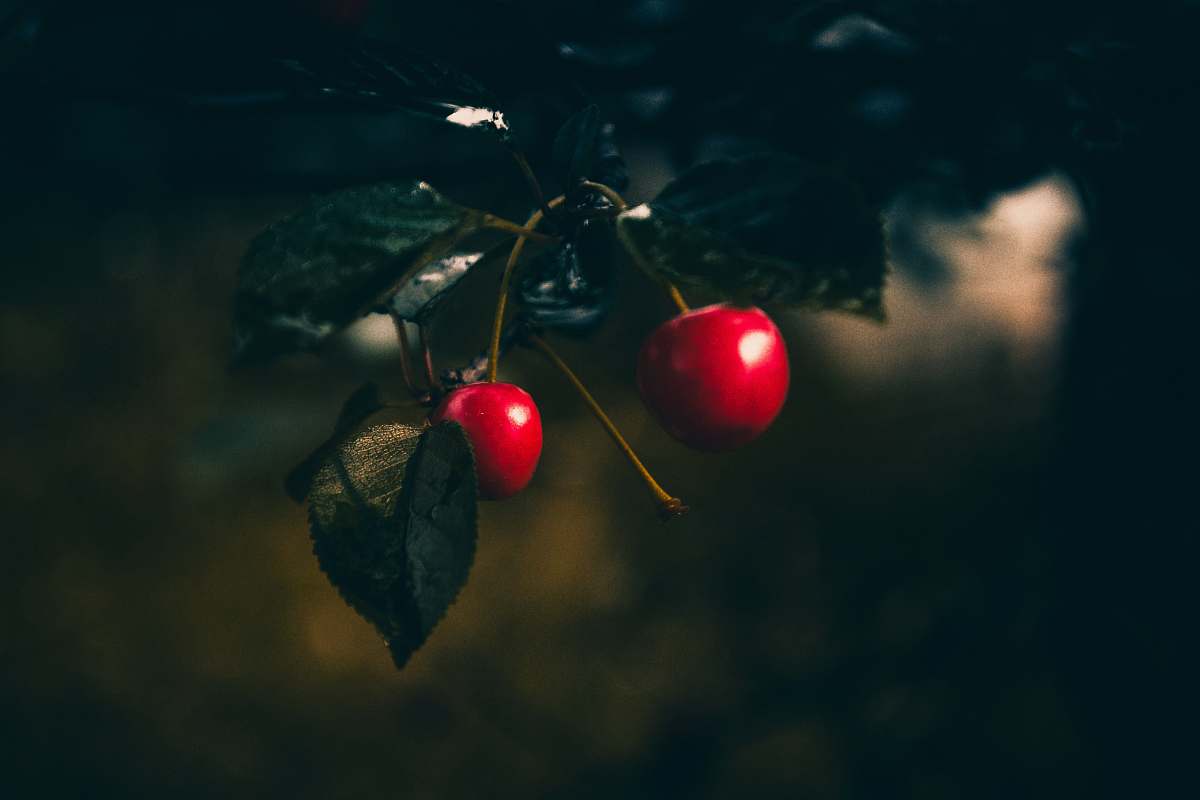 cherry shallow focus photography of berry produce