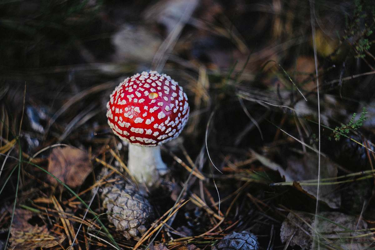 flora red and white mushroom jar