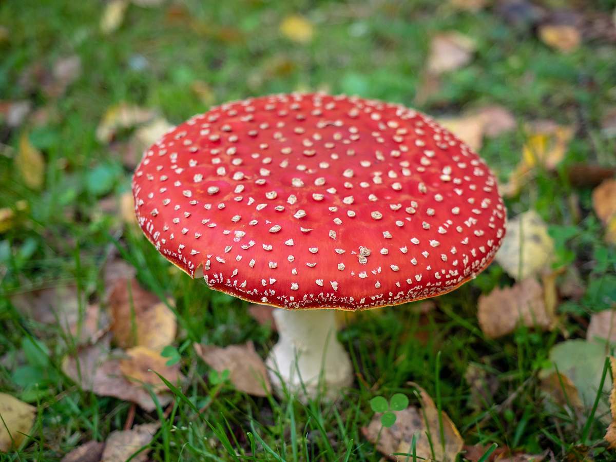 mushroom selective focus photography of red mushroom plant