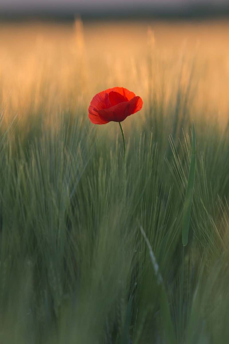 flower shallow focus photo of red flower poppy
