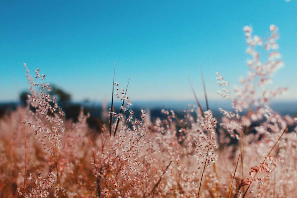 flora shallow focus photography of plants plant