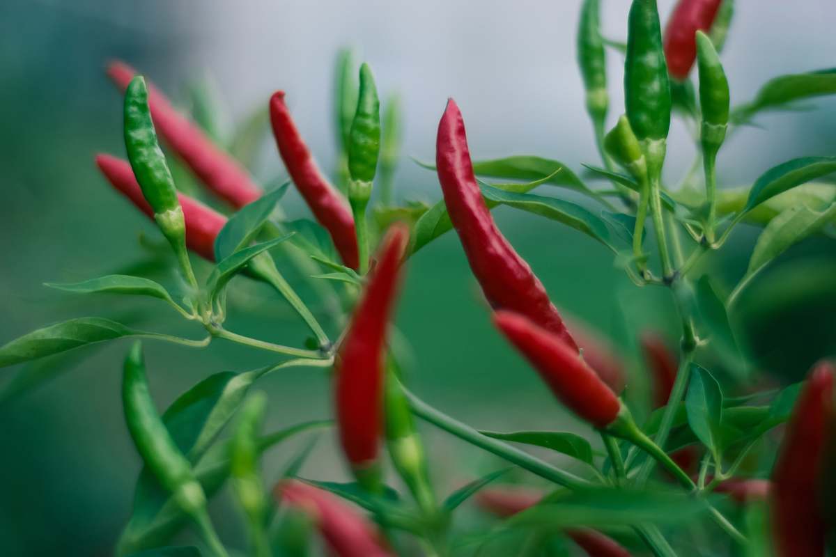 plant red and green jalapeno chillis chilli