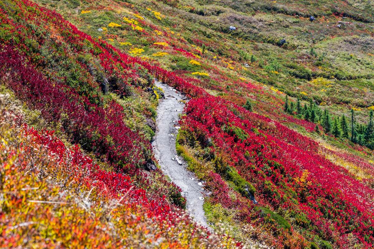 nature road in middle of red and yellow flower field trail