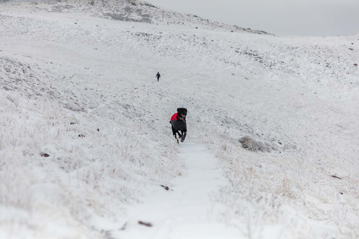 hiking black dog running on open field covered with snow at winter dof