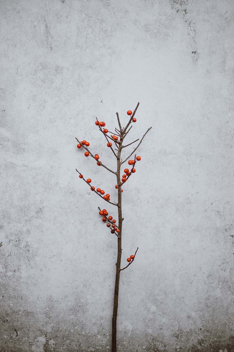 blossom red round fruit near wall flora