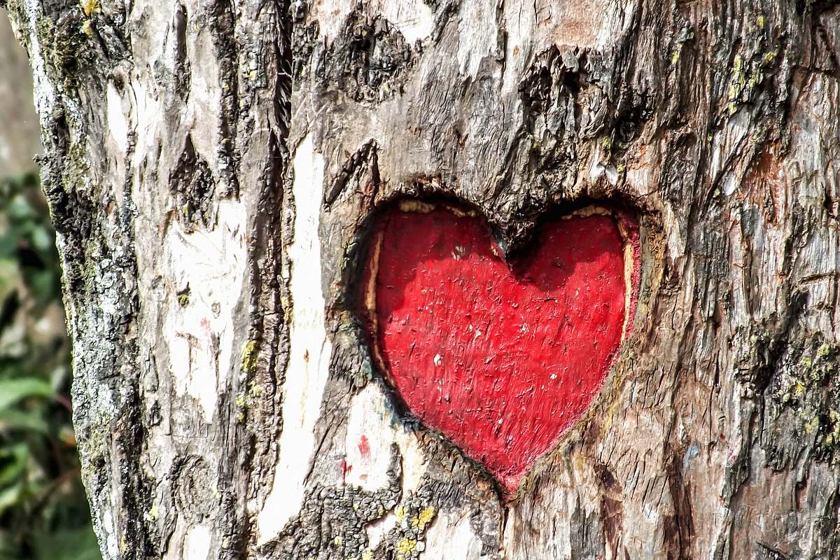 tree heart engraved tree trunk lady's seat