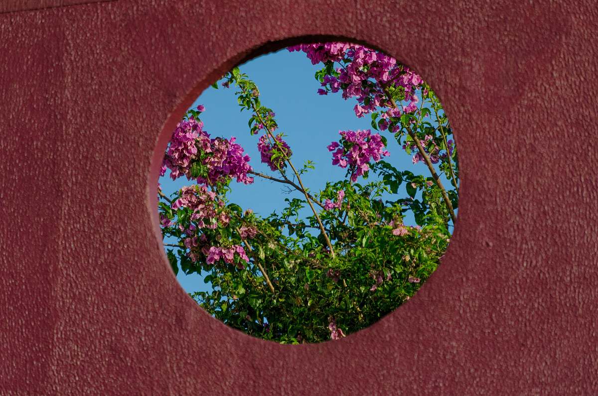 plant pink petaled flower bush