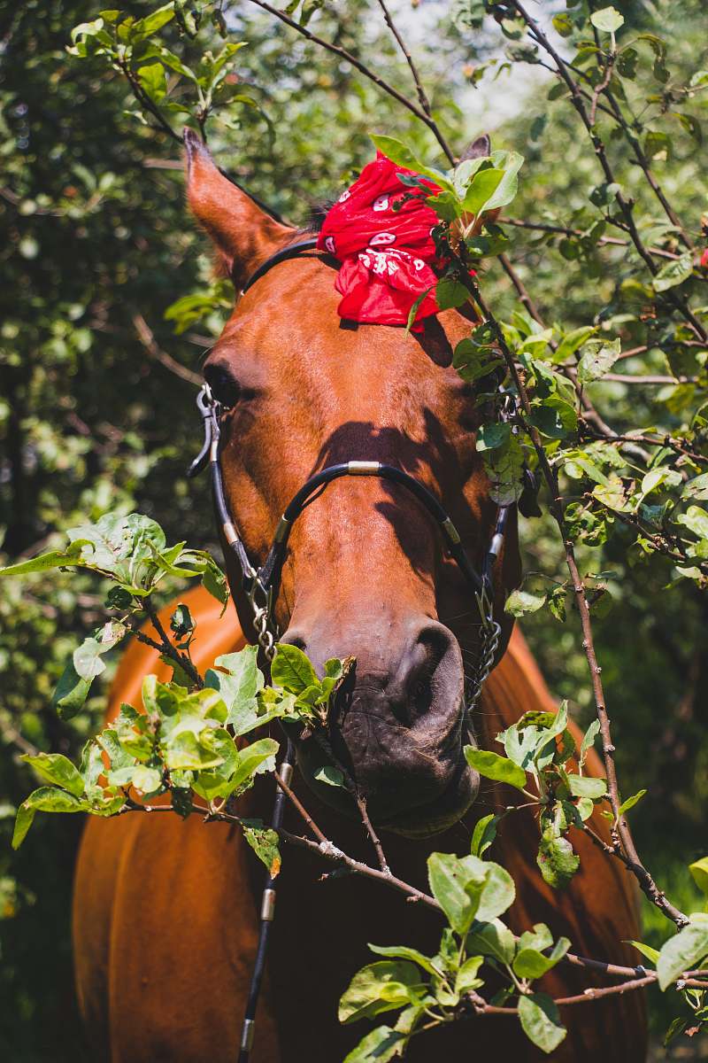 animal photography of brown horse mammal