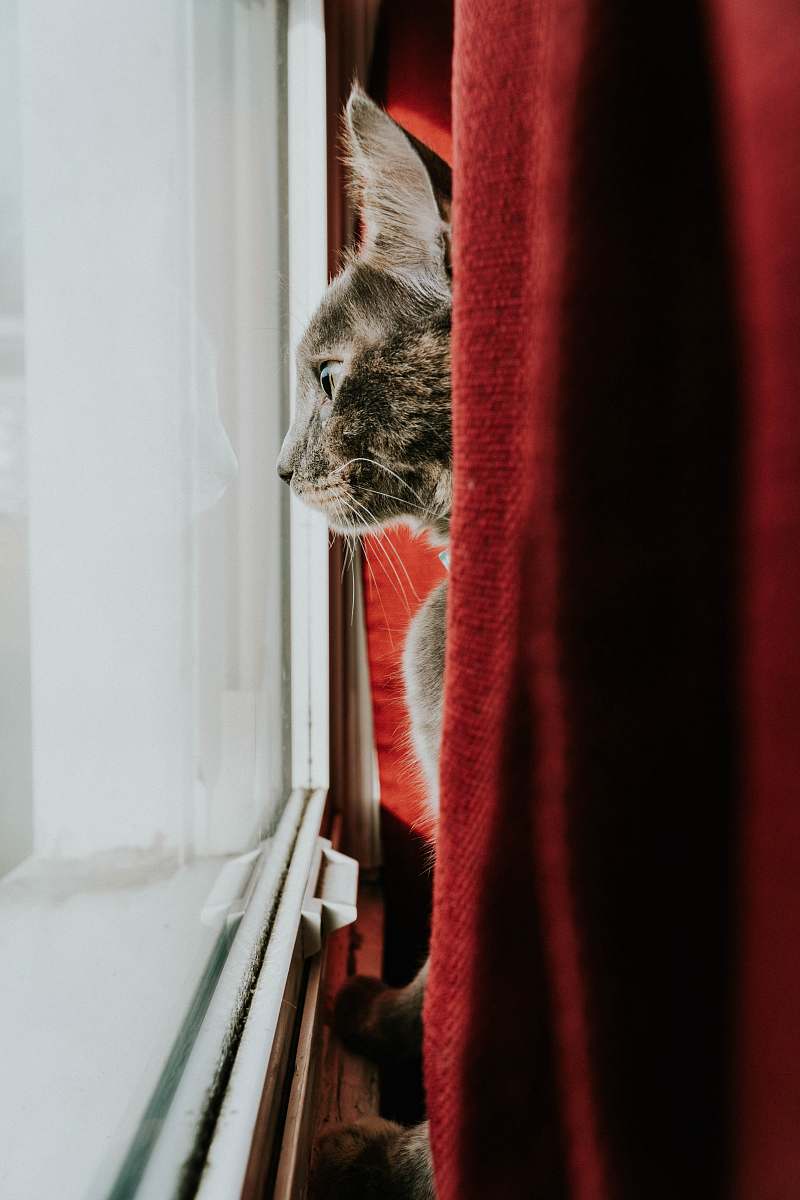 person brown tabby cat people