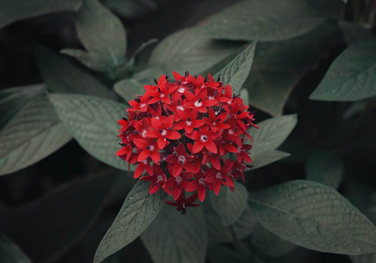 person closeup photo of red ixora flower flower