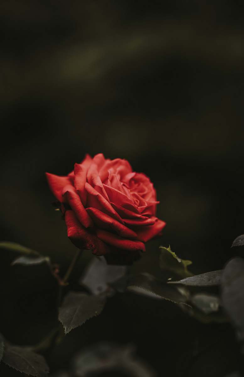 flower closeup photo of red rose flower rose