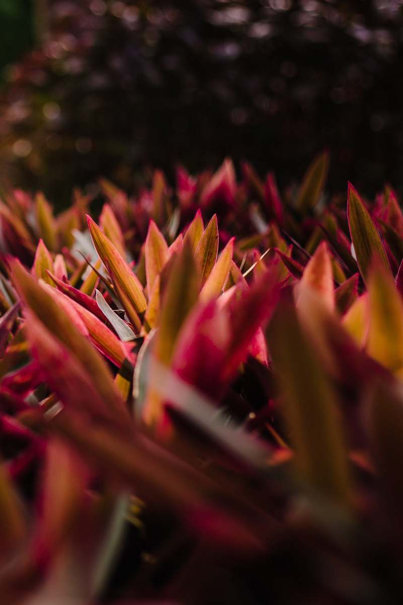 person closeup photography of pink-and-brown leafed plants people