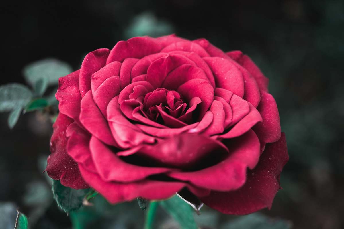 Flower Red Rose Photography Rose Image Free Photo