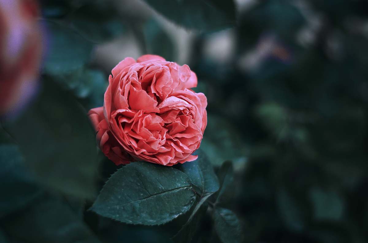 person selective focus photography of pink clustered flower flower