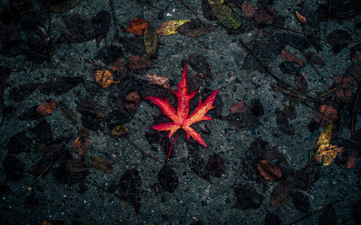 person selective focus photography of red leaf people