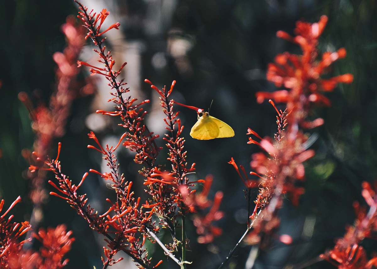 people selective focus photography of yellow butterfly perched on red flower bud person