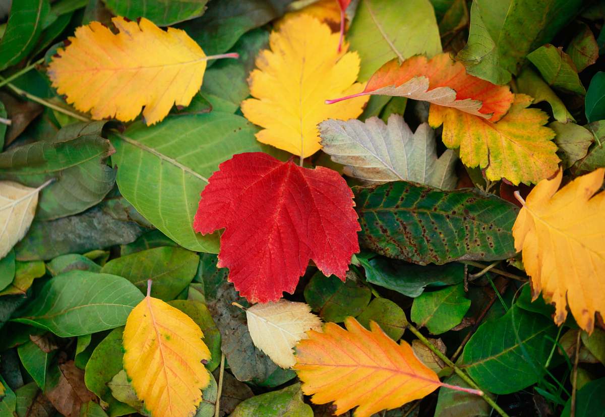 person yellow, red, and green fallen leaves people