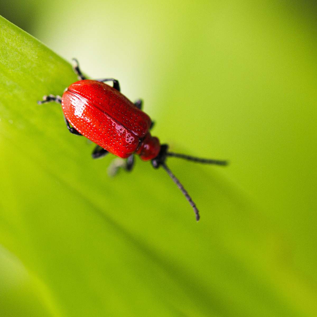 animal macro shot photo of a red bug on green leaf invertebrate