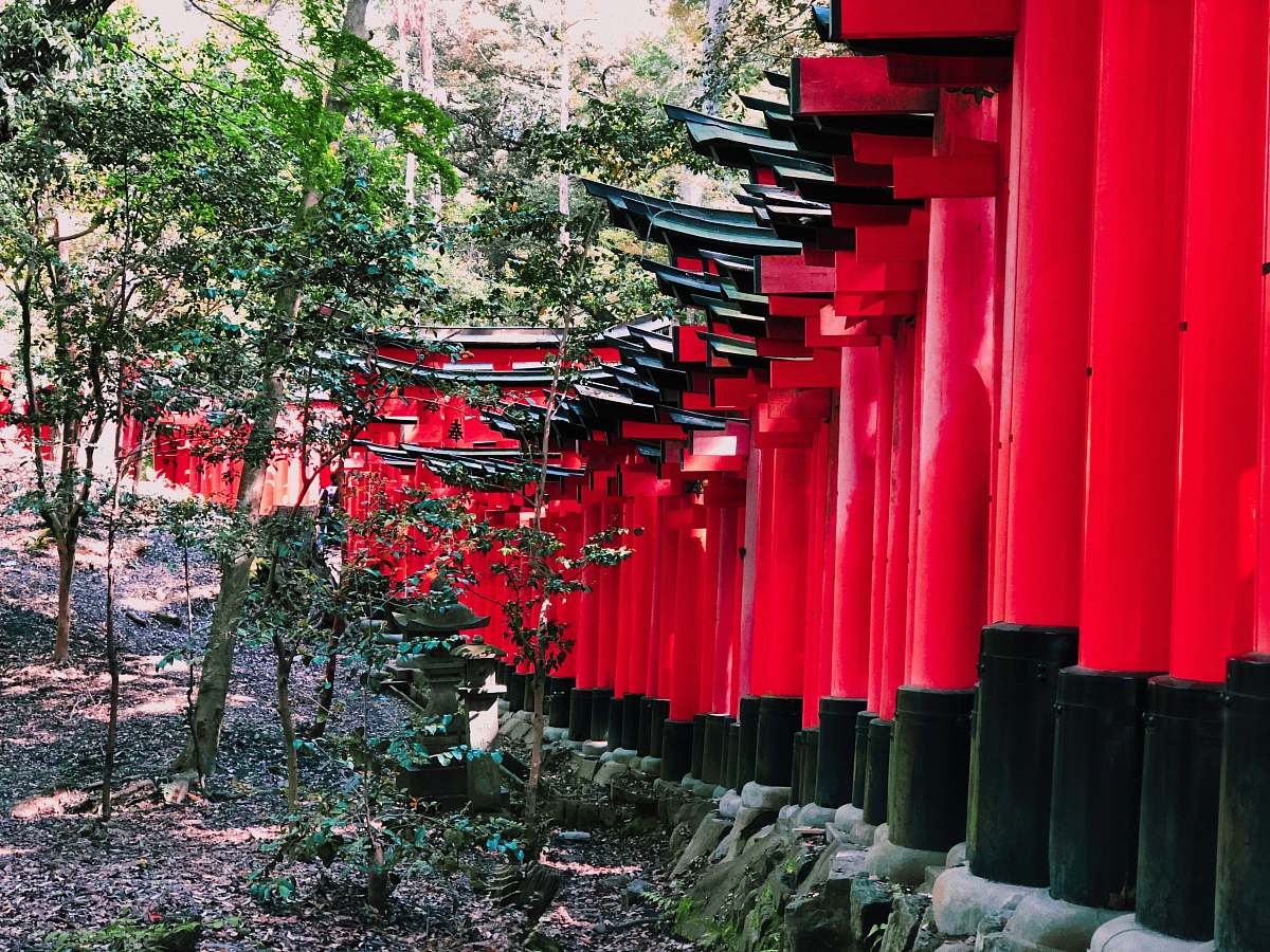 japan trees near torii gates gate