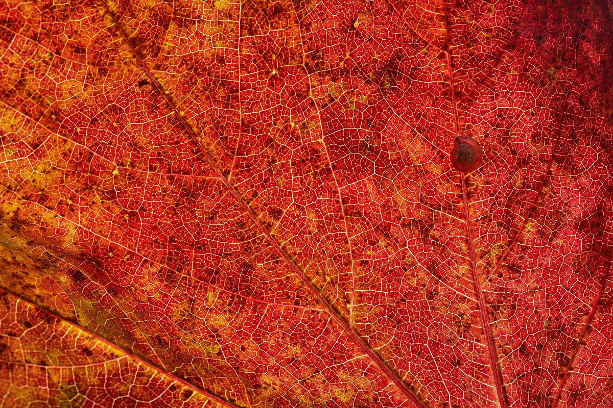 plant brown leaf tree