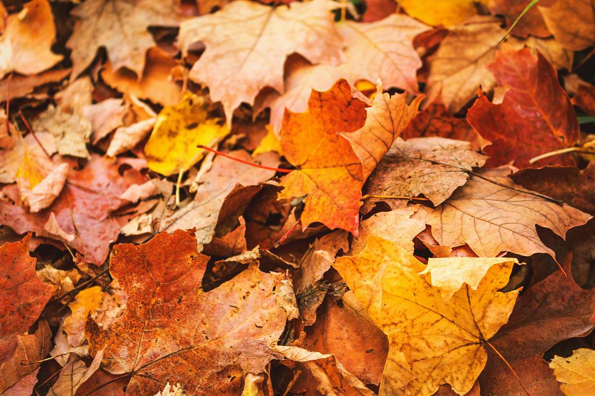 flora brown maple leaves maple