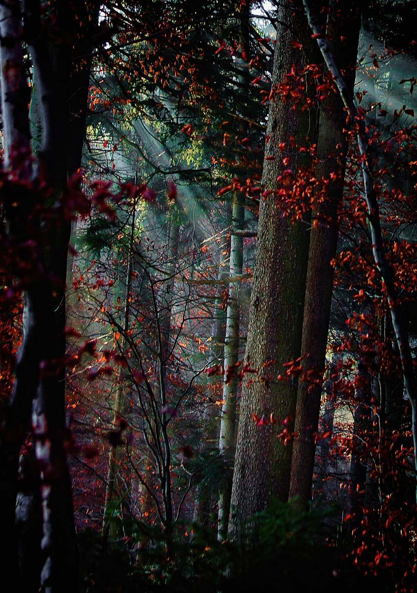 tree forest painting plant