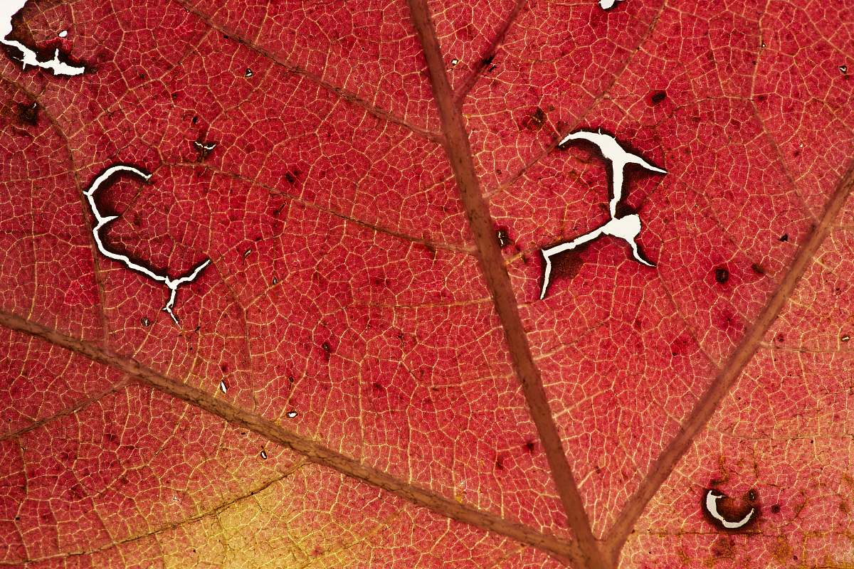 veins orange withered leaf plant