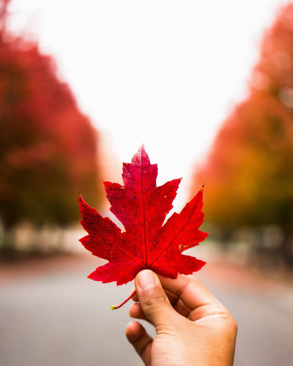flora person holding red maple leaf maple leaf