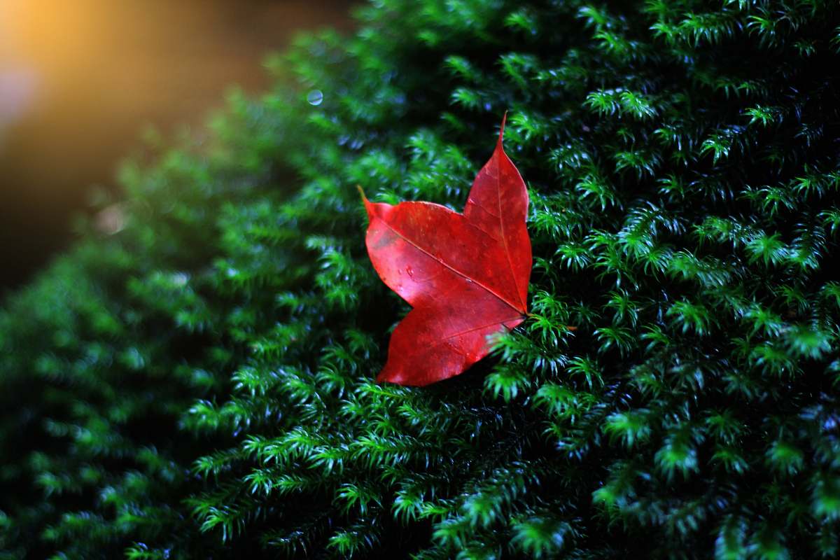 plant red leaf in shallow photo bush
