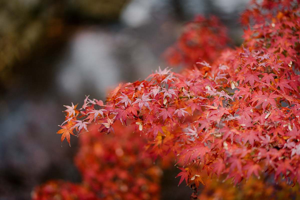 plant red leaf plant tree