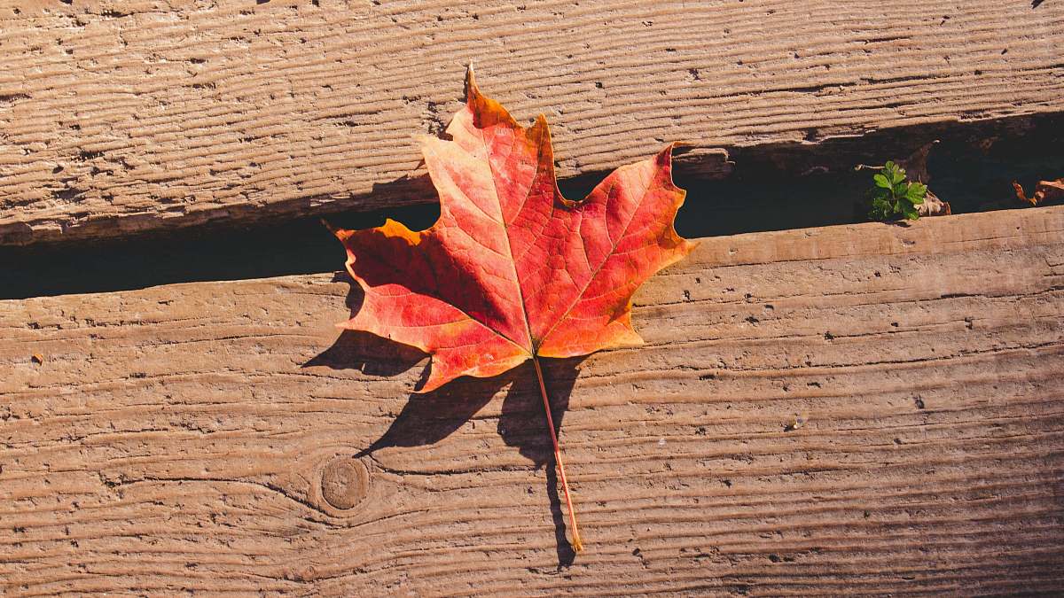 autumn red maple leaf fall