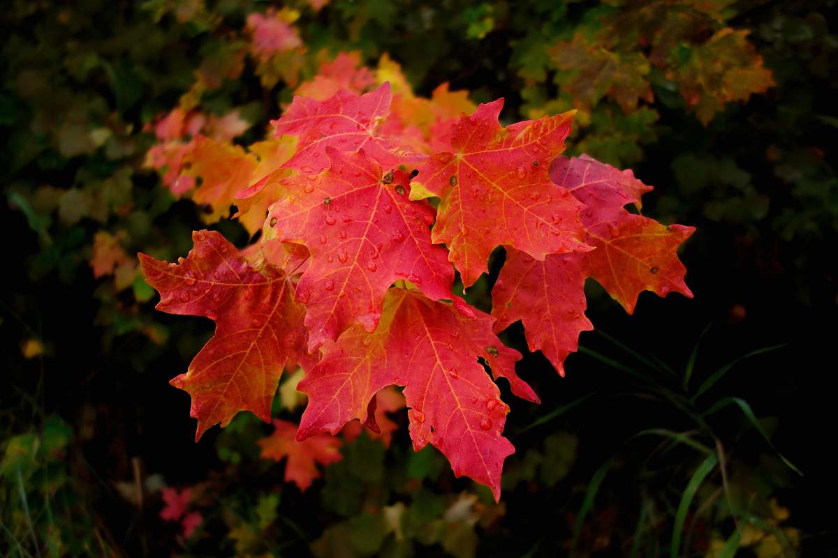 plant red maple leaves maple leaf