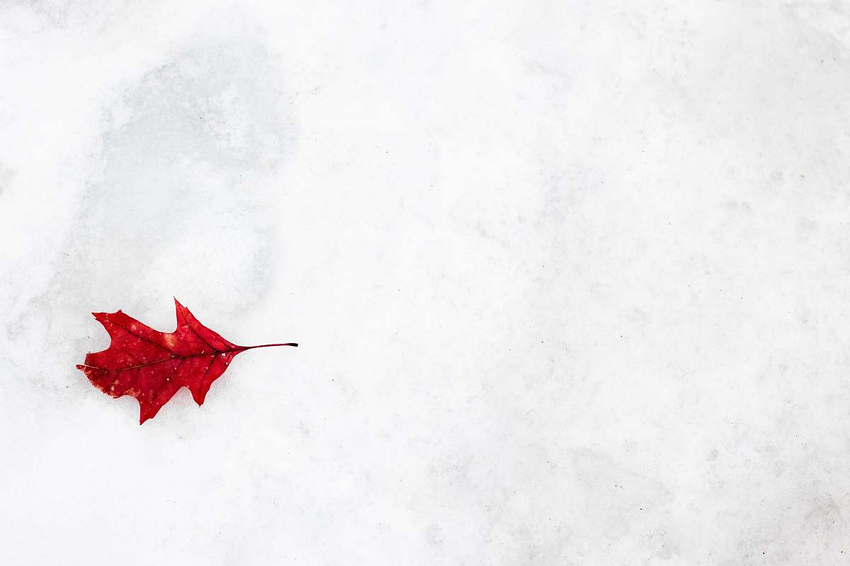 plant red oak leaf on snow tree