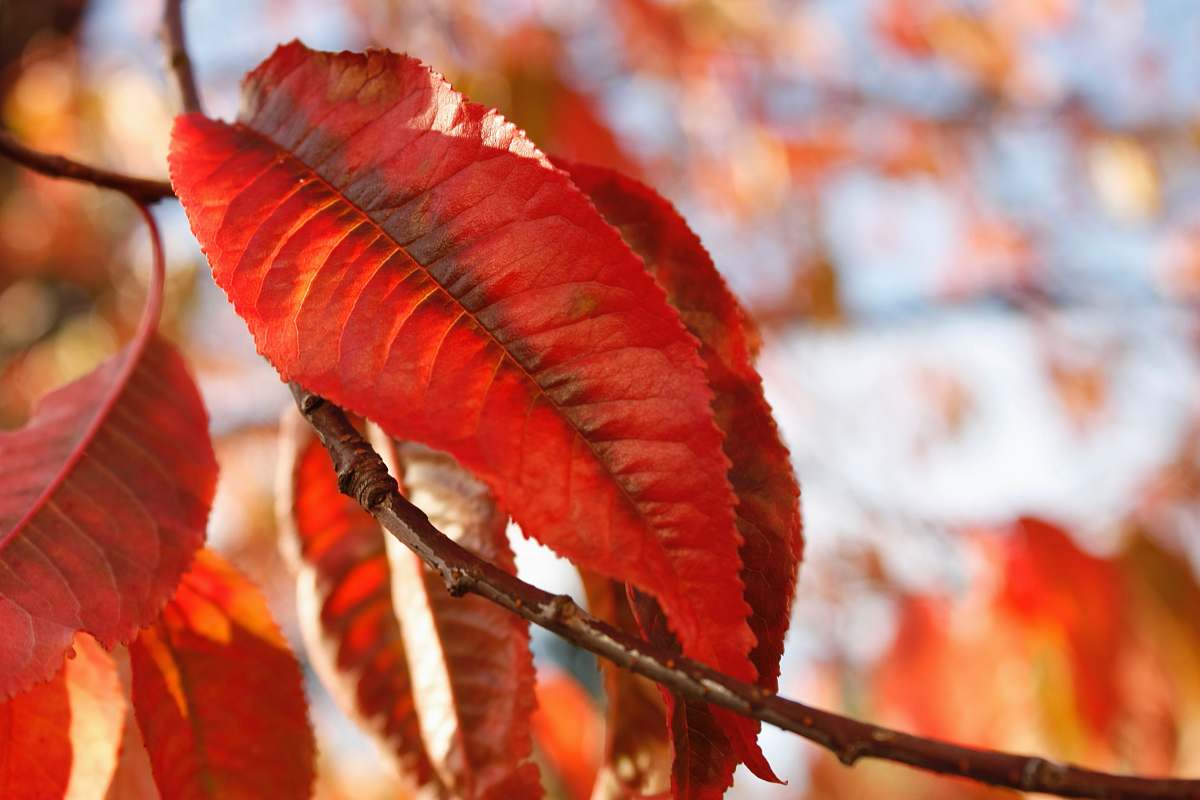 autumn red withering leaves macro photography leaves