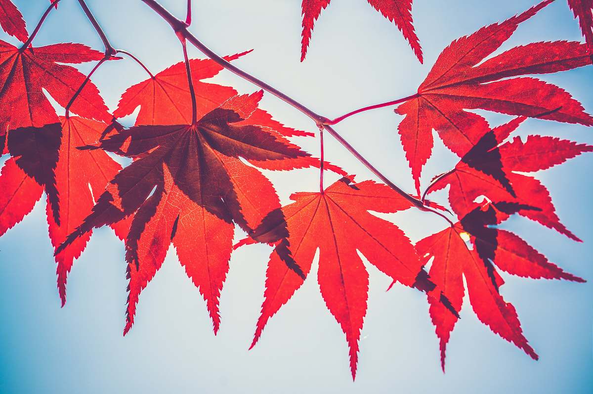 fall selective focus photography of red maple leaves autumn