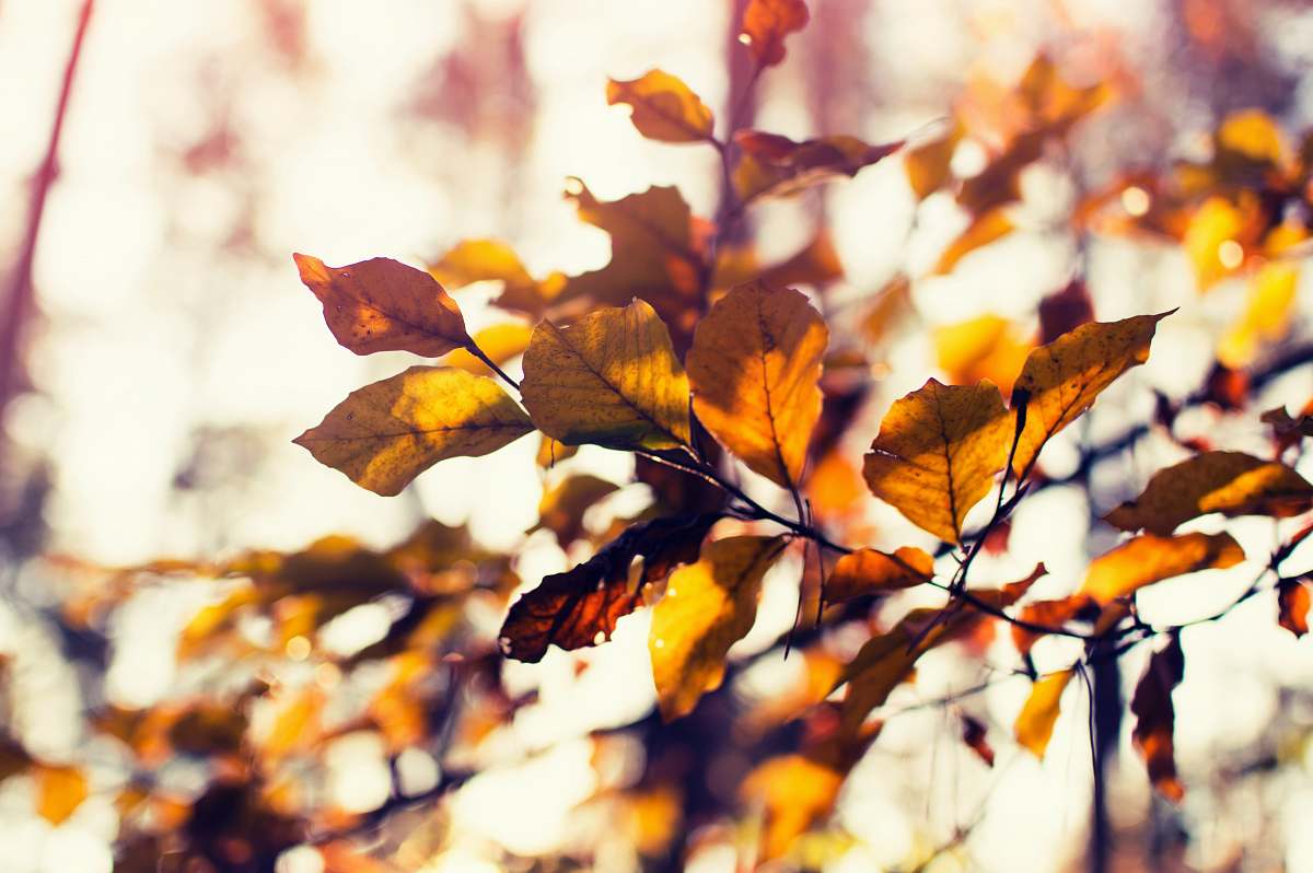 tree shallow focus photography of brown leaves veins