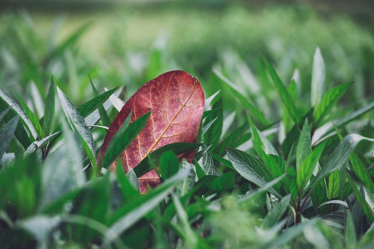 grass shallow focus photography of red leaf on green grass field