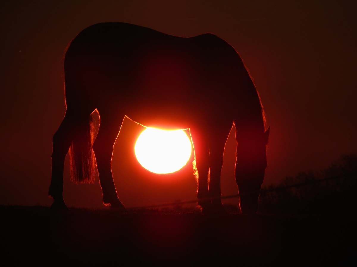 flare horse during sunset horse