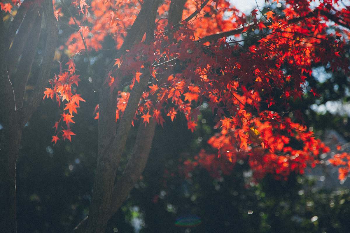 tree close up photo of red leaf maple tree leaves