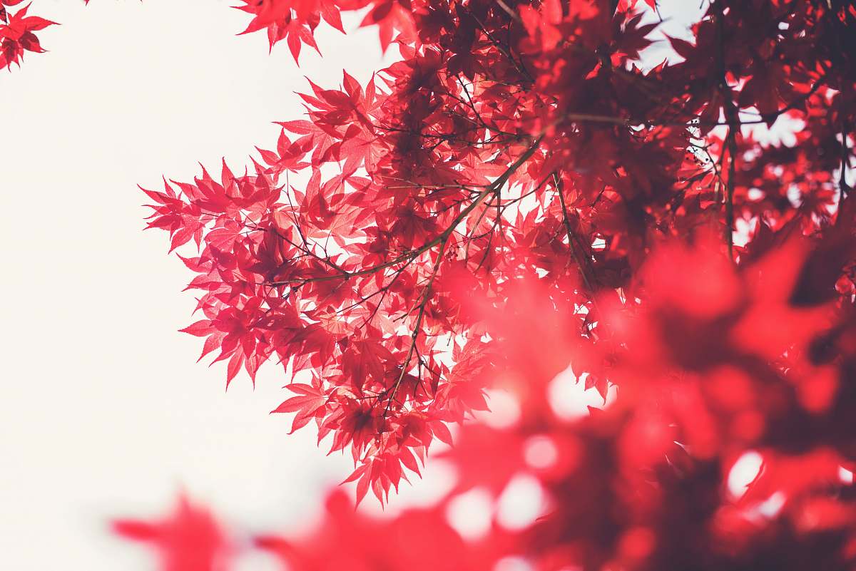 tree selective focus photography of maple tree leaves