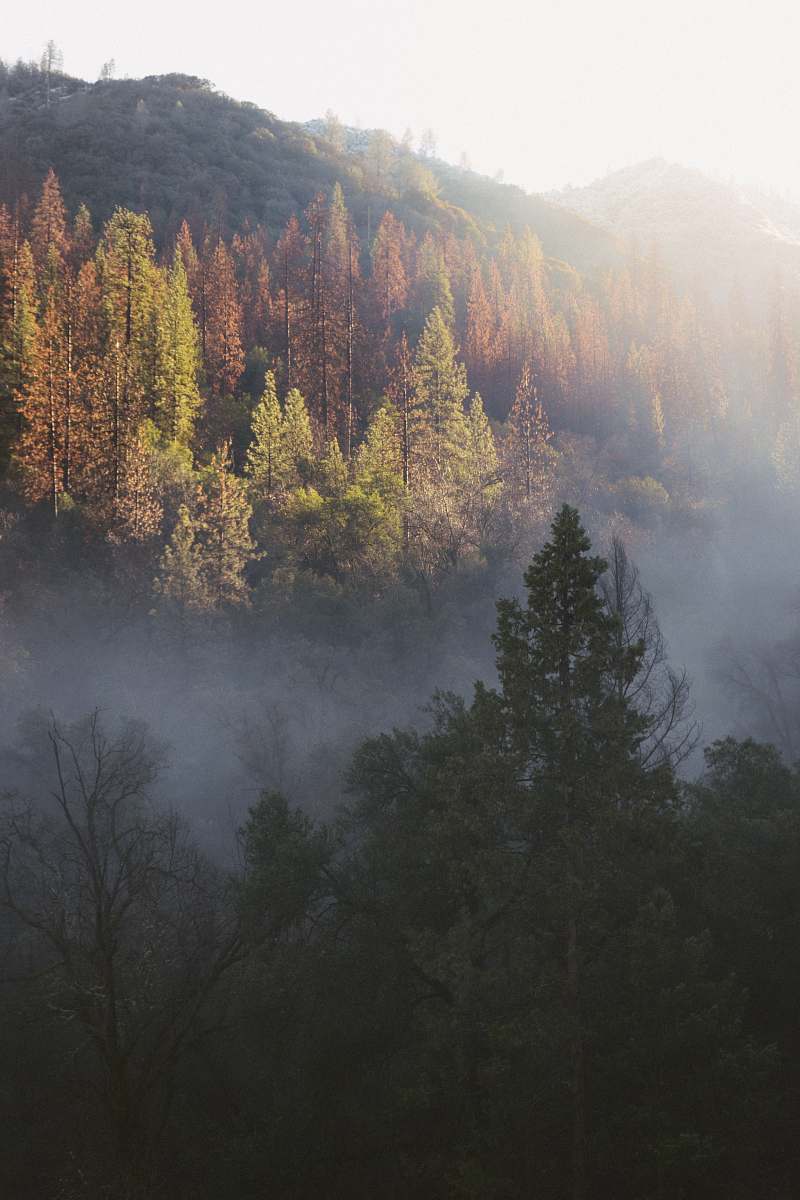 forest green leafed trees covered with fog during daytime merced river