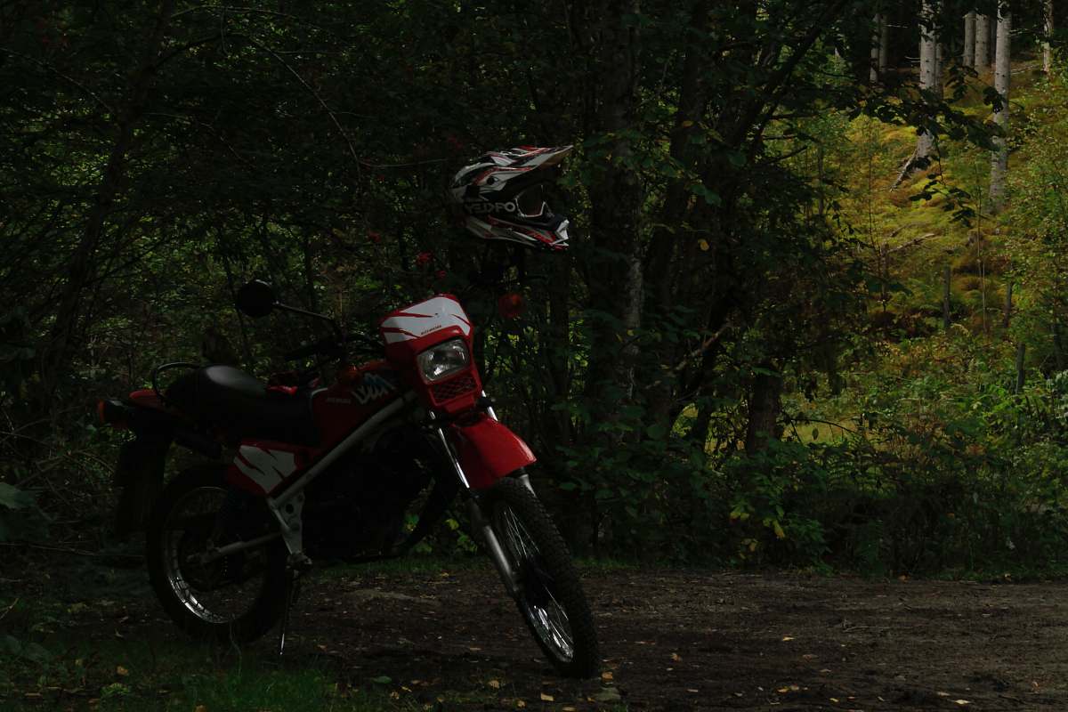 forest black and white motocross dirt bike surrounded by green trees tree