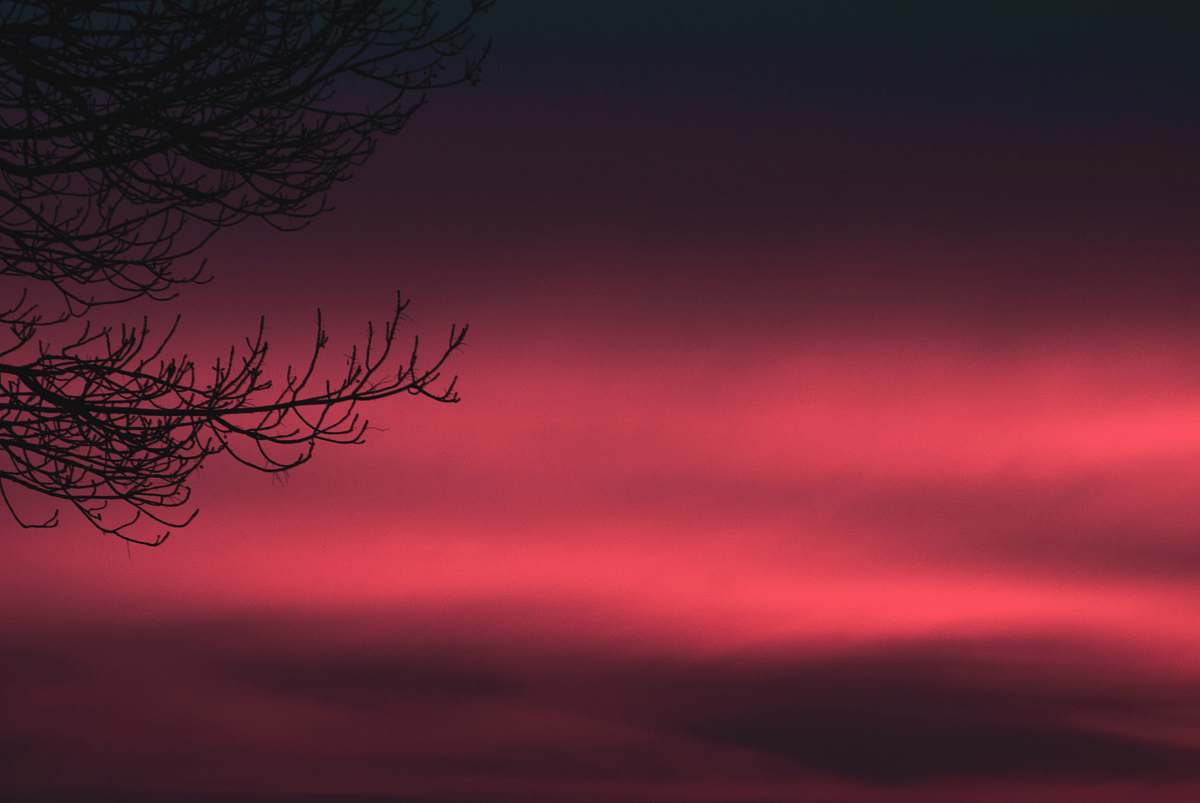 outdoors bare tree with red background sky