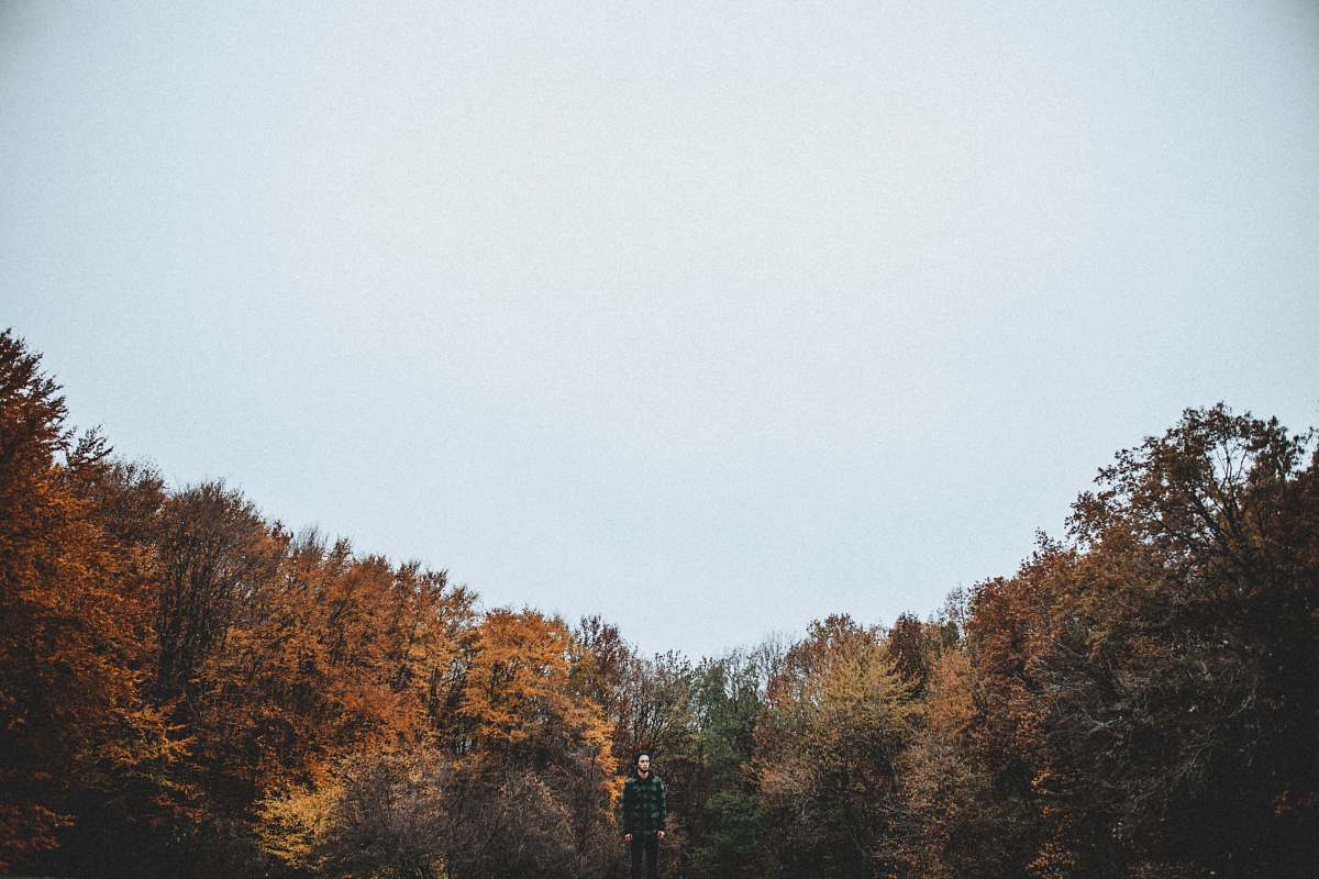 trees brown leafed trees under blue sky photography forest