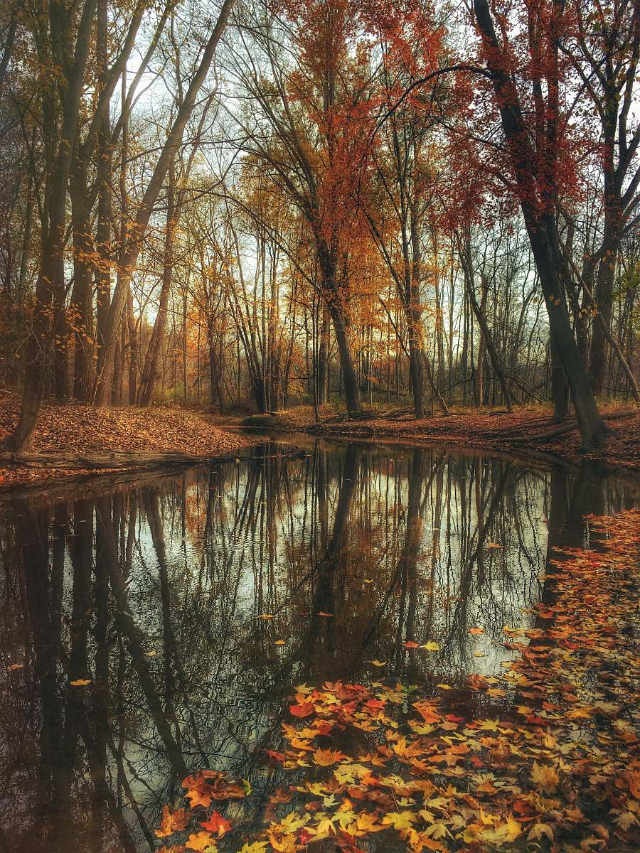 autumn dried maple leaves on body of water near maple leaf trees fall