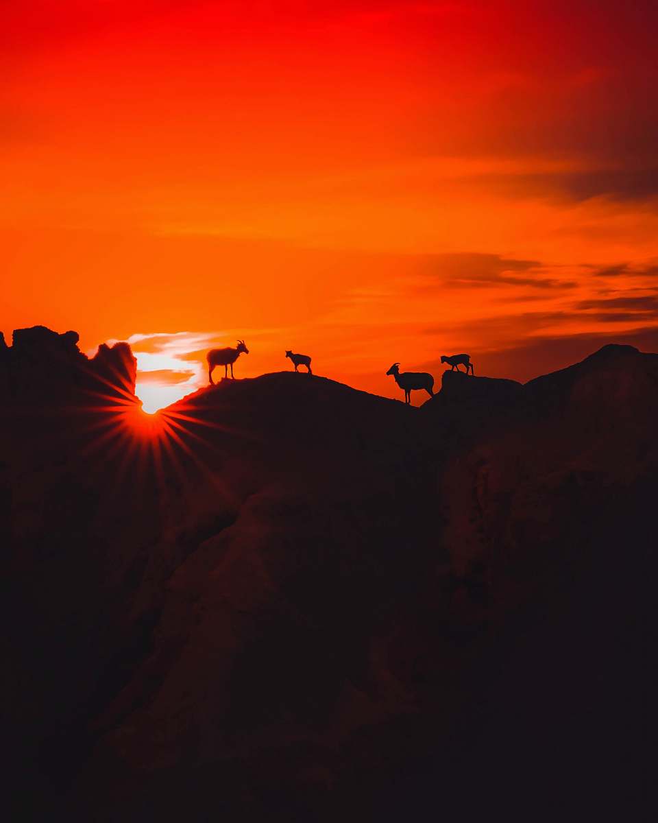 outdoors four animals standing on high ground during golden hour flare